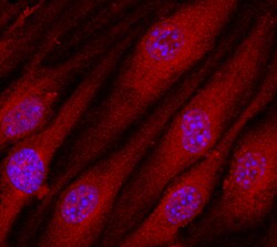 Human/Mouse/Rat Contactin-3 Antibody, R D Systems 25&mu;g; Unlabeled:Antibodies,