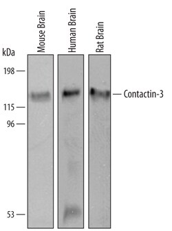 Human/Mouse/Rat Contactin-3 Antibody, R D Systems 25&mu;g; Unlabeled:Antibodies,