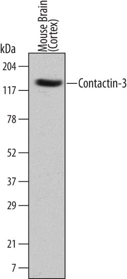 Mouse Contactin-3 Antibody, R D Systems 25&mu;g; Unlabeled:Antibodies,