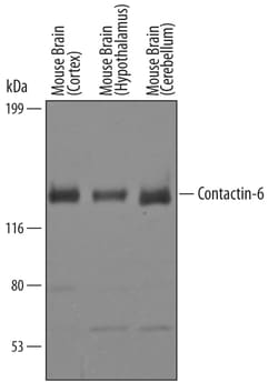 Mouse Contactin-6 Antibody, R D Systems 100&mu;g; Unlabeled:Antibodies,