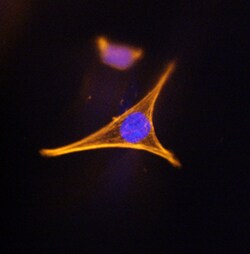 Human Corin Antibody, R D Systems 100&mu;g:Antibodies, Monoclonal