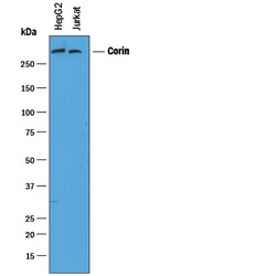 Human Corin Antibody, R D Systems 100&mu;g:Antibodies, Monoclonal