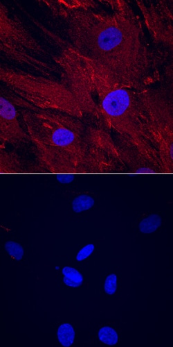 Human CTRP3/C1qTNF3/CORS26 Antibody, R D Systems 25&mu;g; Unlabeled:Antibodies,