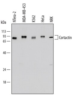 Human/Rat Cortactin Antibody, R D Systems 100&mu;g; Unlabeled:Antibodies,