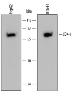 Human/Mouse COX-1 Antibody, R D Systems 25&mu;g; Unlabeled:Antibodies,