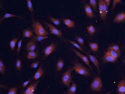 Human/Mouse COX-2 Antibody, R D Systems 25&mu;g; Unlabeled:Antibodies,