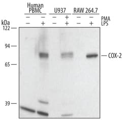 Human/Mouse COX-2 Antibody, R D Systems 25&mu;g; Unlabeled:Antibodies,