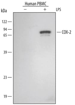 Human COX-2 Antibody, R D Systems 100ug; Unlabeled:Antibodies, Monoclonal