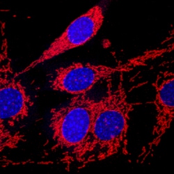 COX4 Mouse anti-Human, Mouse, Clone: 673803, R D Systems 25&mu;g; Unlabeled,