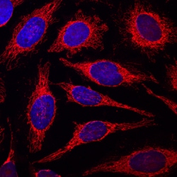 COX4 Mouse anti-Human, Mouse, Clone: 673803, R D Systems 25&mu;g; Unlabeled,