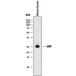 Mouse C-Reactive Protein/CRP Antibody, R D Systems 100&mu;g; Unlabeled:Antibodies,