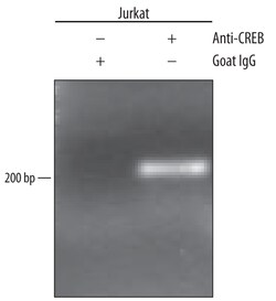 Human CREB Antibody, R D Systems 25&mu;g; Unlabeled:Antibodies, Polyclonal
