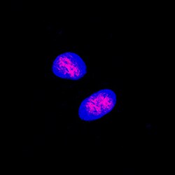 Human CREB Antibody, R D Systems 25&mu;g; Unlabeled:Antibodies, Polyclonal