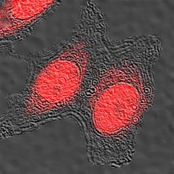 Human CREB Antibody, R D Systems 25&mu;g; Unlabeled:Antibodies, Polyclonal