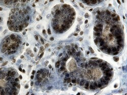 Human CREB Antibody, R D Systems 25&mu;g; Unlabeled:Antibodies, Polyclonal