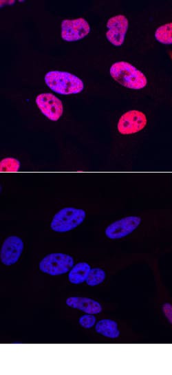Human Phospho-CREB (S133) Antibody, R D Systems 25&mu;g; Unlabeled:Antibodies,