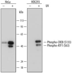 Human Phospho-CREB (S133) Antibody, R D Systems 25&mu;g; Unlabeled:Antibodies,