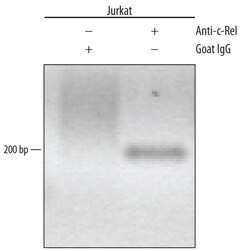 Human/Mouse c-Rel Antibody, R D Systems 100&mu;g; Unlabeled:Antibodies,