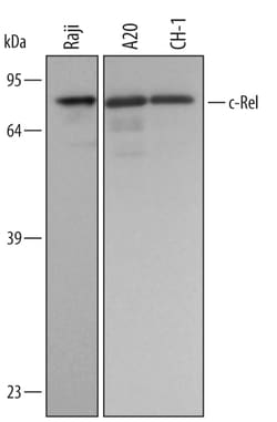 Human/Mouse c-Rel Antibody, R D Systems 100&mu;g; Unlabeled:Antibodies,