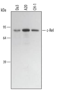 Mouse c-Rel Antibody, R D Systems 100ug; Unlabeled:Antibodies, Monoclonal