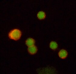 Human c-Rel Antibody, R D Systems 50ug; Unlabeled:Antibodies, Monoclonal