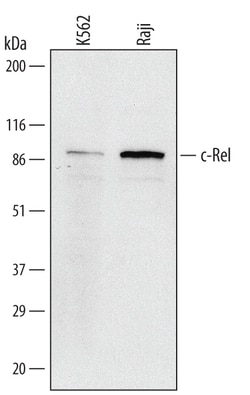 Human c-Rel Antibody, R D Systems 50ug; Unlabeled:Antibodies, Monoclonal
