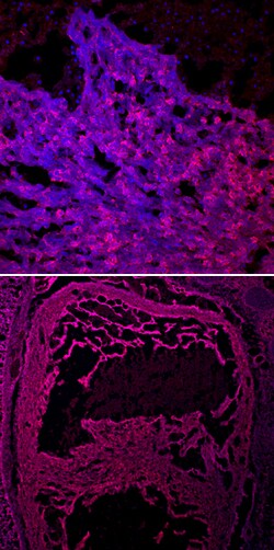Mouse CRELD1 Antibody, R D Systems 100&mu;g; Unlabeled:Antibodies, Polyclonal
