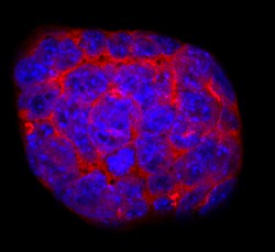 Mouse Cripto Antibody, R D Systems 25&mu;g; Unlabeled:Antibodies, Polyclonal