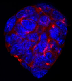 Mouse Cripto Biotinylated Antibody, R D Systems 50&mu;g; Biotin:Antibodies,