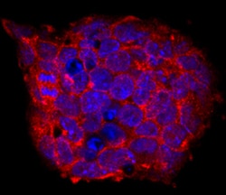 Mouse Cripto Antibody, R D Systems 25&mu;g; Unlabeled:Antibodies, Monoclonal