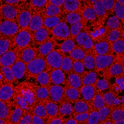Human/Primate Cripto-1 Antibody, R D Systems:Antibodies:Primary Antibodies