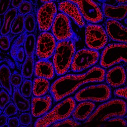 Mouse CRISP-1 Antibody, R D Systems 25&mu;g; Unlabeled:Antibodies, Polyclonal