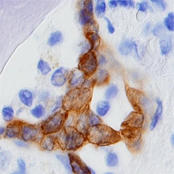 Human CRISP-3 Antibody, R D Systems 100ug; Unlabeled:Antibodies, Monoclonal