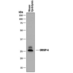 Mouse CRISP-4 Antibody, R D Systems 25&mu;g; Unlabeled:Antistoffer