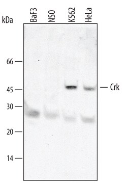 Human Crk Antibody, R D Systems 25&mu;g; Unlabeled:Antibodies, Polyclonal