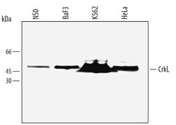 Human/Mouse/Rat CrkL Antibody, R D Systems 100&mu;g; Unlabeled:Antibodies,