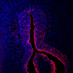 Mouse Crossveinless-2/CV-2 Antibody, R D Systems 100&mu;g; Unlabeled:Antibodies,