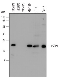 Human/Mouse/Rat CSRP1 Antibody, R D Systems 25&mu;g; Unlabeled:Antibodies,