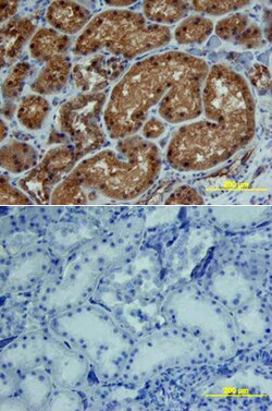 Human CTGF/CCN2 C-Terminus Antibody, R D Systems 100&mu;g; Unlabeled:Antibodies,