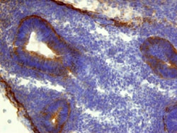Mouse CTHRC1 Antibody, R D Systems 100&mu;g; Unlabeled:Antibodies, Polyclonal