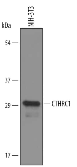 Mouse CTHRC1 Antibody, R D Systems 100&mu;g; Unlabeled:Antibodies, Polyclonal