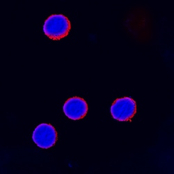 Human CTLA-4 Antibody, R D Systems 25&mu;g; Unlabeled:Antibodies, Polyclonal