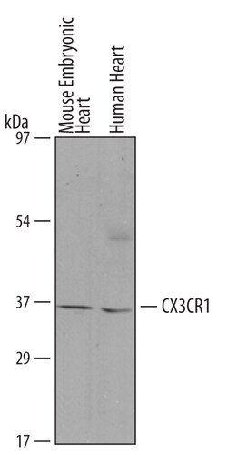 Human/Mouse CX3CR1 Antibody, R D Systems 25&mu;g; Unlabeled:Antibodies,