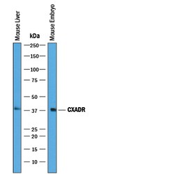 Mouse CXADR Antibody, R D Systems 100&mu;g; Unlabeled:Antibodies, Polyclonal