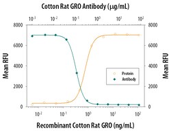 Cotton Rat CXCL1/2/3/GRO Antibody, R D Systems 25&mu;g; Unlabeled:Antibodies,