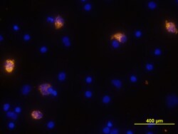 Human CXCL10/IP-10/CRG-2 Antibody, R D Systems 25 &mu;g | Buy Online | R&D Systems | Fisher Scientific