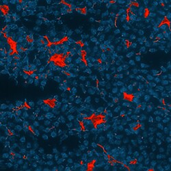 Mouse CXCL13/BLC/BCA-1 Antibody, R D Systems 25&mu;g; Unlabeled:Antibodies,