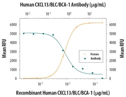 Human CXCL13/BLC/BCA-1 Antibody, R D Systems 25&mu;g; Unlabeled:Antibodies,