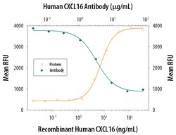Human CXCL16 Antibody, R D Systems 100ug; Unlabeled:Antibodies, Monoclonal