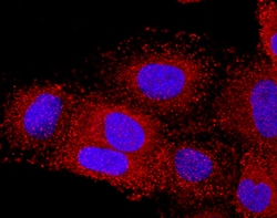 Human CXCL17/VCC-1 Antibody, R D Systems 25&mu;g; Unlabeled:Antibodies,